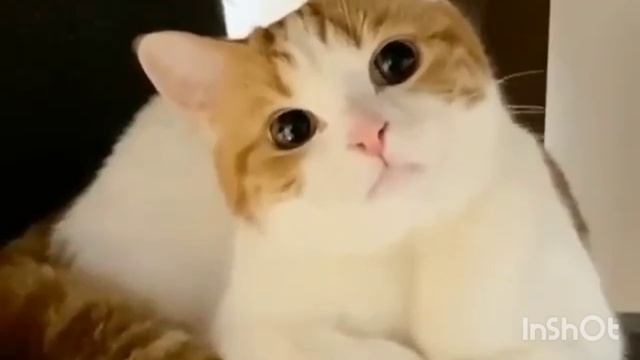 RAHASIA, PELIHARA KUCING BIKIN SEHAT смотреть онлайн