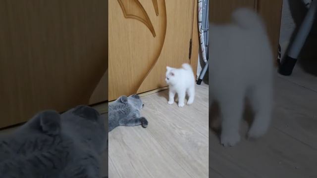 Бусинка BRIa и компания😂 смотреть онлайн
