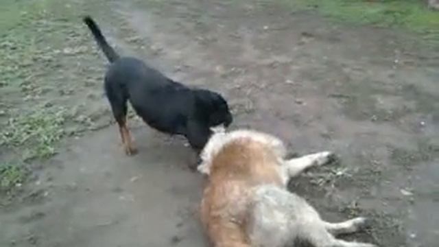 Кто победит Нонна или Тузик?