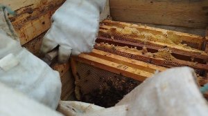 Результаты постановки вощины.