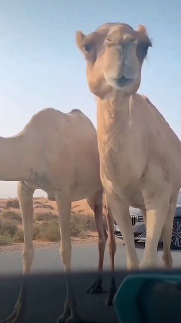 Desert Live смотреть онлайн