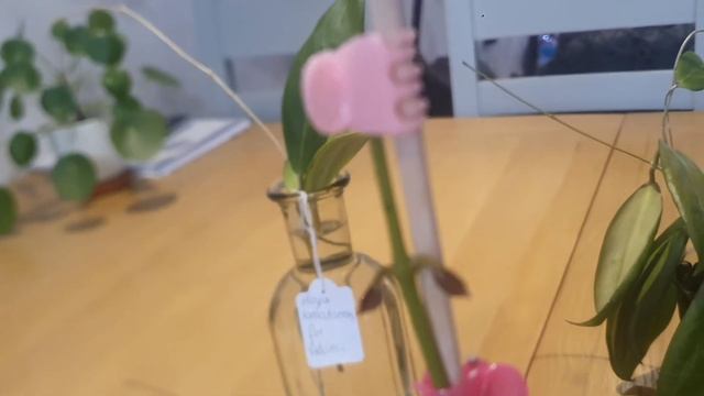 PLANTS EQUALLS HAPPINESS 🌿HOYA BENGUETENSIS Care 🤗 смотреть онлайн