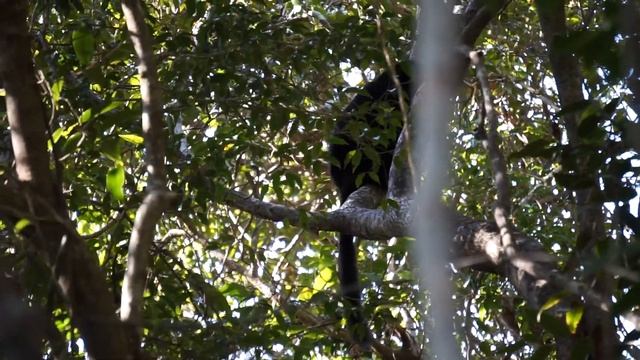 Perrier's sifaka (Propithecus perrieri) at Black Lemur Camp смотреть онлайн