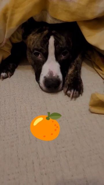 Это мой мандарин🤪🤠 #рек #рекомендации#dog #happynewyear#tangerine#новыйгод#мандарин смотреть онлайн