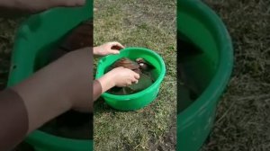 Ещё один прекрасный способ, как уберечь наши любимые хосты от слизней👍👍👍