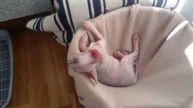Canadian Sphynx Child )))