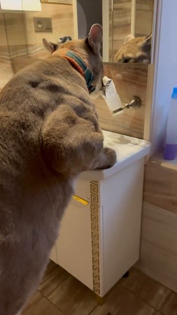 Пума Лондон ходит домой чистить зубы смотреть онлайн