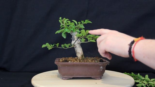 Equilibrando fuerza al bonsai aligustre смотреть онлайн