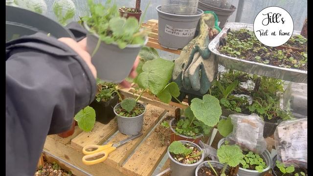 My First Greenhouse Disease. Hollyhock Rust And How I Treated It. #cottagegarden #greenhouselife