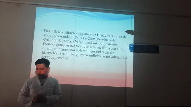 Harmonia axyridis (chinita asiática)