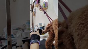 Лайфхак: Как ухаживать за шерстью пуделя в домашних условиях 🐶 #пудель #груминг