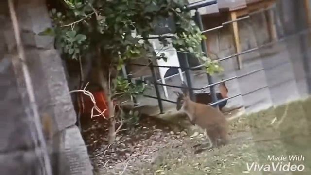 Маленький любимый кенгуренок😘😘😘 смотреть онлайн