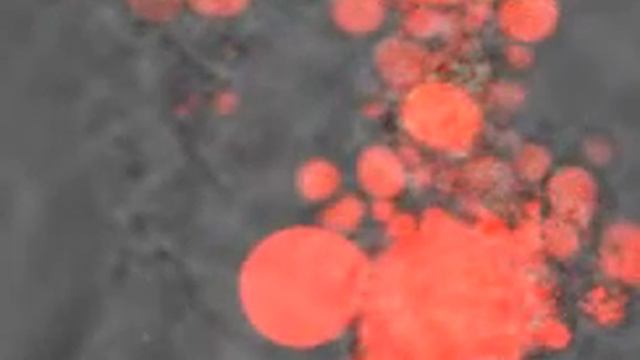 Time-lapse video of MDCK cells exposed to epsilon toxin смотреть онлайн