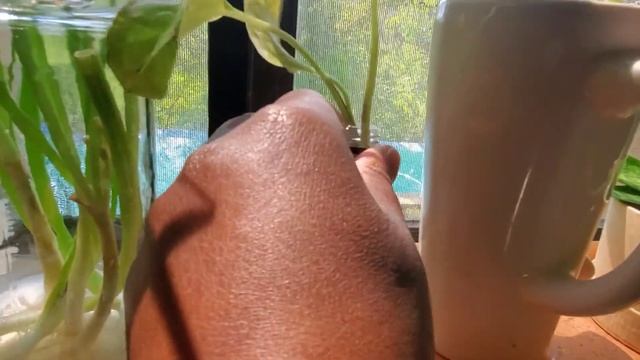 Plant Tour!( Propagation Edition)