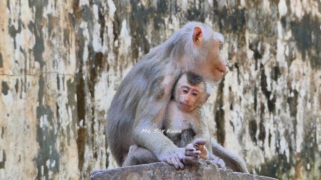 Monkey Libby Grab Leo's Hand To Get Him Down From & W-eaning Her Baby