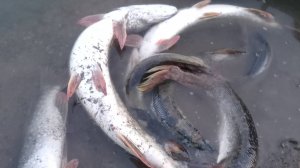 Вот такую щуку можно поймать в реке Чумыш. Алтайский край 2024 года. Итоги в конце