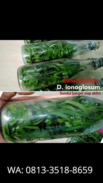 Demdro ionogLosum, Kebun Anggrek Sukowiyono Tulungagung, Jawa Timur смотреть онлайн