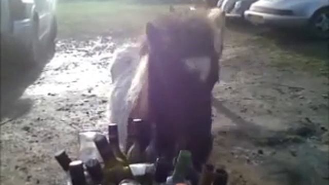 Shetland Pony Foal playing a tune??