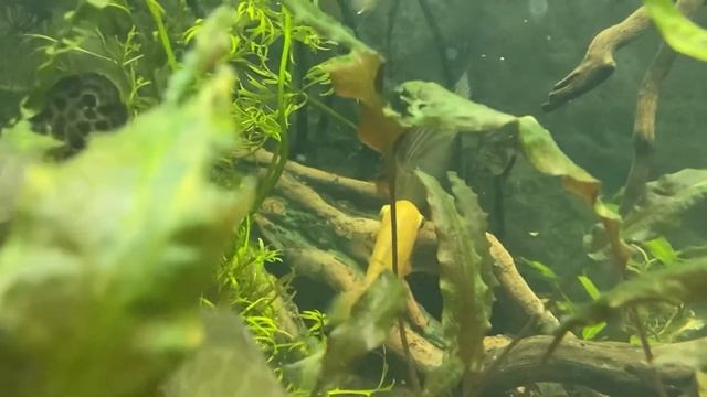 Северумы меряются силой 💪 Из-за кабачка! смотреть онлайн