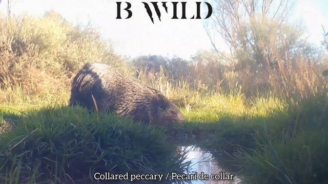 Zacatecas Wildlife | Coyote, Roadrunner, Peccary, Hare, Deer, Hawk, Bobcat, Caracara, Birds | Mexic