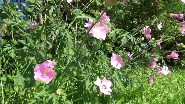 Цветы на ветру смотреть онлайн