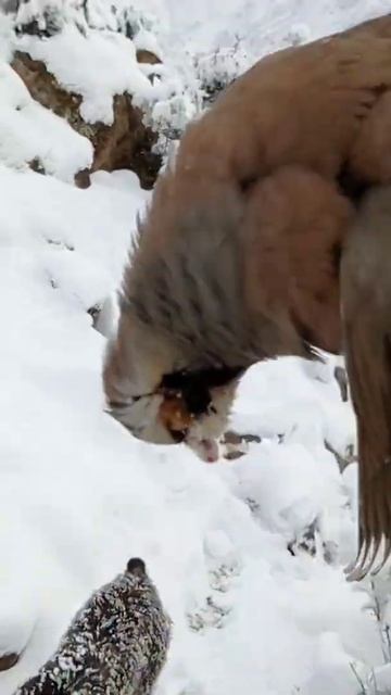 Охота на кекилик. смотреть онлайн