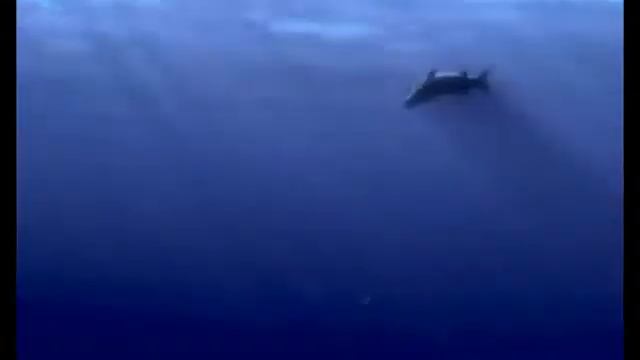 Finding Nemo Barracuda Normal, Fast and Slow Original Fast смотреть онлайн