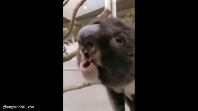 Koala laughing смотреть онлайн