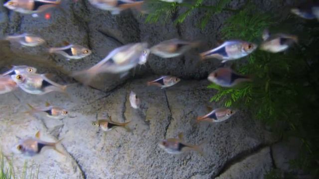 Color Discus & Color Fish : Kegelvlek Tetra смотреть онлайн
