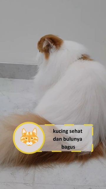 GONDRONGIN Bulu Kucing Emang Bisa Dilakukan Sendiri Di Rumah? Bisa Asalkan Pakai Cara Ini... смотреть онлайн