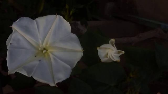 Ipomoea alba ou dama-da-noite abrindo смотреть онлайн