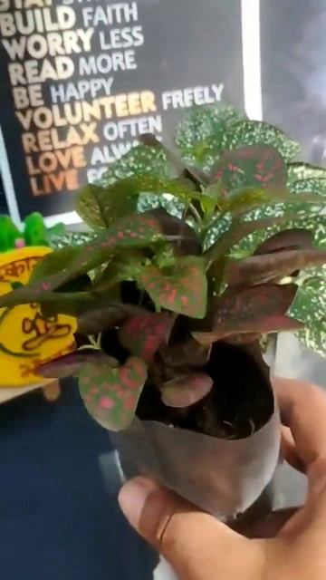 Polka Dot Plant | Flamingo Plant | Measles Plant | Pink Splash | Hypoestes Pink Polka Dot смотреть онлайн