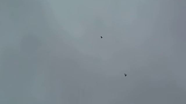 Голуби Воронежской обл смотреть онлайн