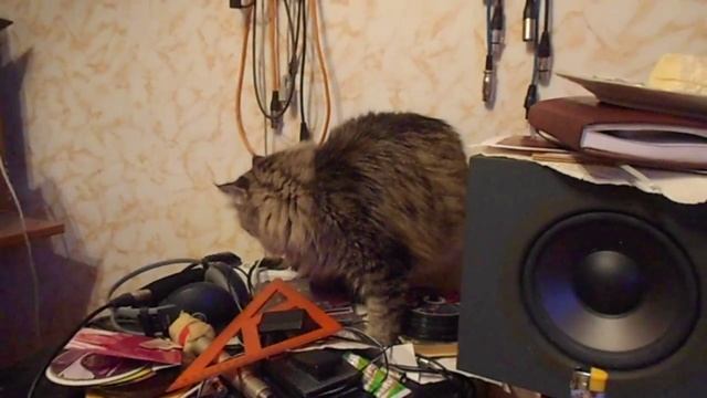 Пушистый котэ лакомится мороженым смотреть онлайн