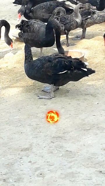 Black ducks Party #shorts #viral #viralshorts #viralreels #viralvideo #ducks #zoo #animals #birds смотреть онлайн