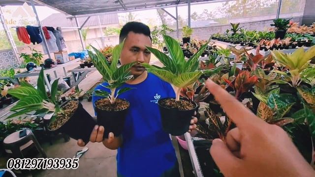 Aglaonema Romosan Koleksian harga terjangkau 100rb 4 plant смотреть онлайн