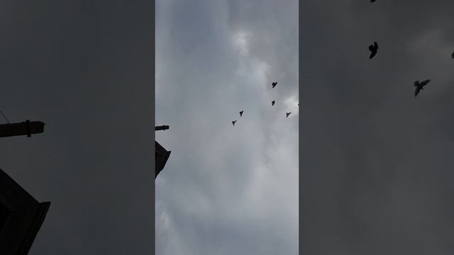 Тренер приподнял немного птичку. смотреть онлайн