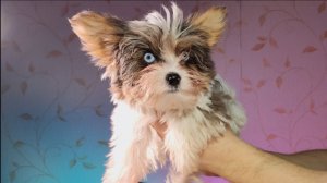 цветные Йорки