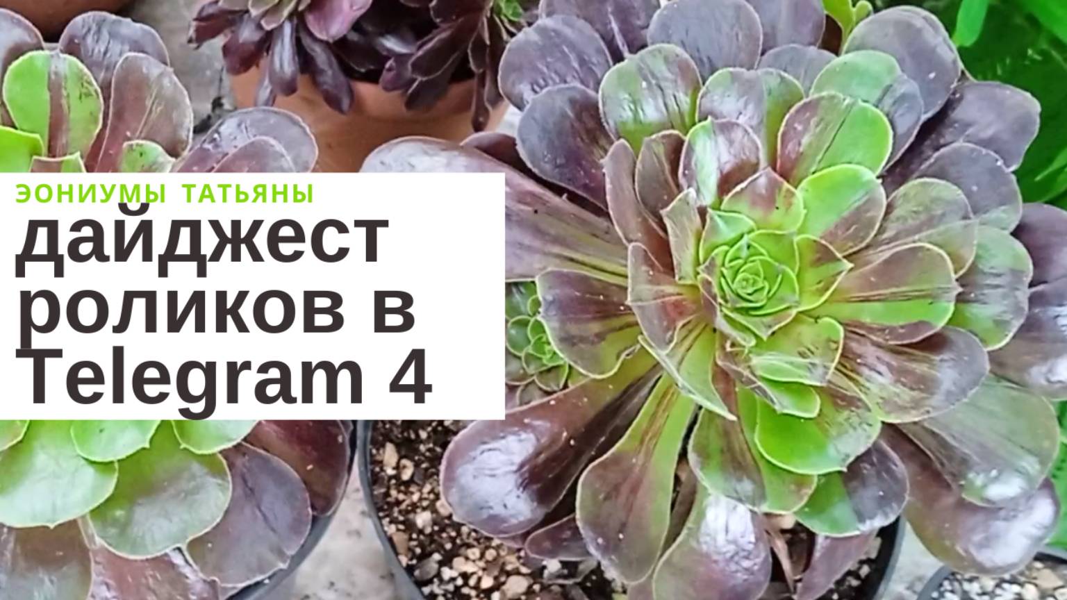 №161 Дайджест роликов в Телеграм - 4