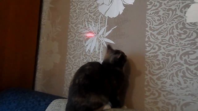Жизнь КОТэ #Лапка смотреть онлайн
