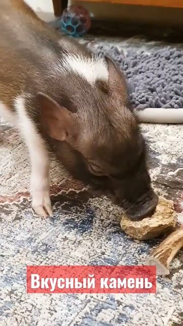 Чешет зубы об камень. #micropig #minipig #микропиг #микропиг_кабачок #минипиг #piglet #pets смотреть онлайн
