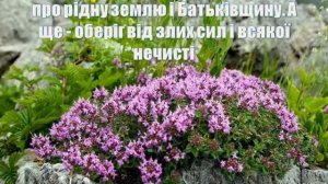 Квіти символи