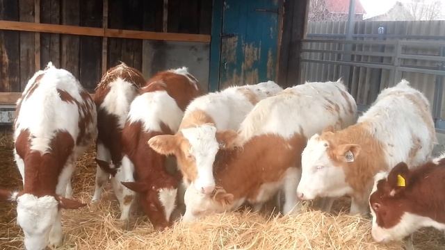 Бычки в Лихой