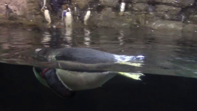 OCEANOGRAFIC IN VALENCIA 19 смотреть онлайн