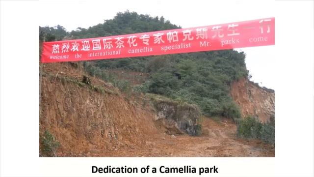 "Camellia Collecting in China" - North American Rock Garden Society (Piedmont Chapter) Lectures смотреть онлайн