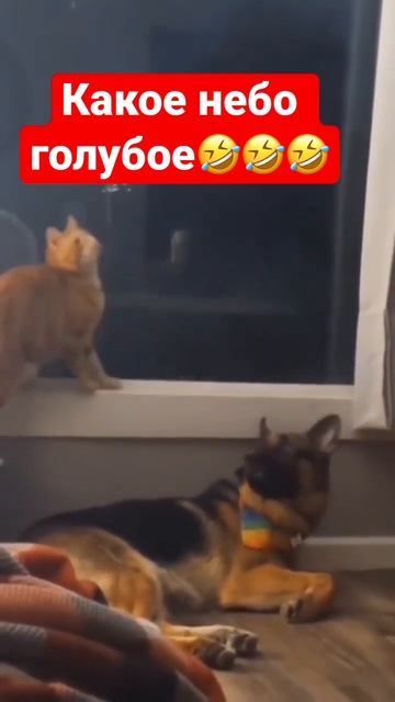 Какое небо голубое! #приколы #animals #животные #смех #коты #смешныекошки #funnyvideo #cat #кошки