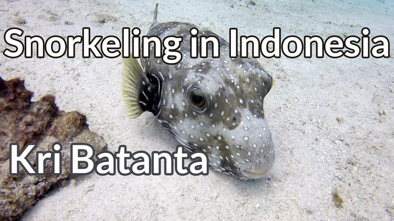Kri, Batanta - Snorkeling In Indonesia