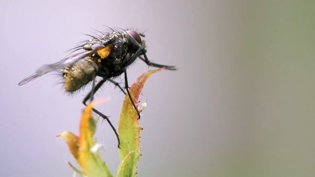 HD fly on a rose bush смотреть онлайн