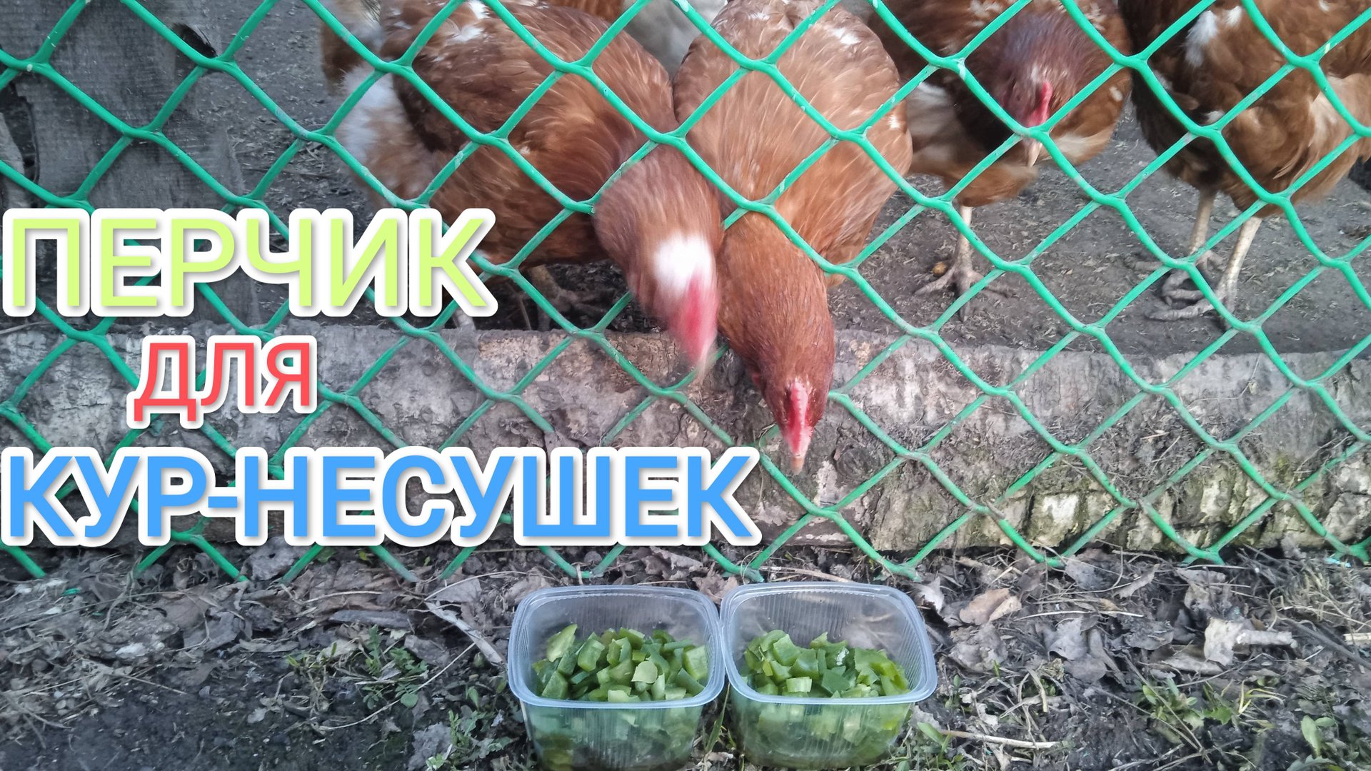 Можно ли курам-несушкам давать перец смотреть онлайн