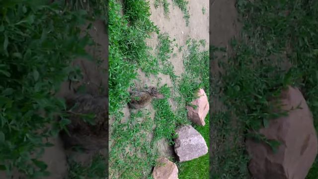 Кролики на воле смотреть онлайн